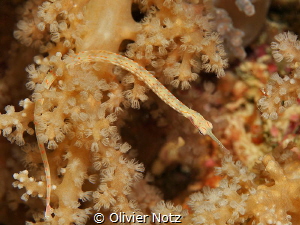 Pipefish on soft coral by Olivier Notz 